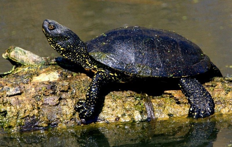 A mocsári teknős eurázsiai elterjedésű állatfaj, Magyarország és a szomszédos területek egyetlen őshonos teknősféléje (Fotó: ertekterkep.com/)