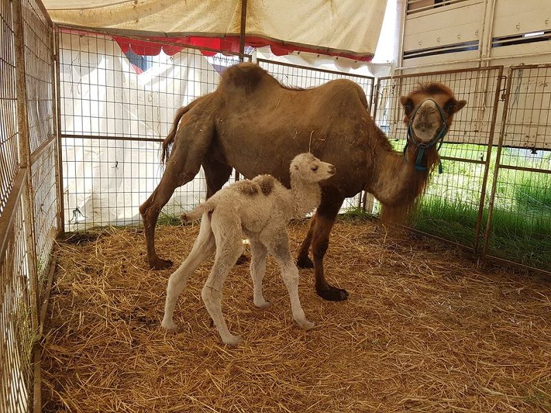 Ametiszt, a kisteve nemrég született, éppen Pozsonyban állomásoztak. Megtekinthető a cirkusz utazó állatkertjében (Fotó: vj)