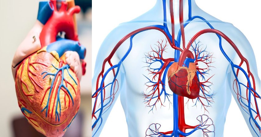 Szívbetegség kockázati tényezők, érelmeszesedés - Magyar Nemzeti Szívalapítvány
