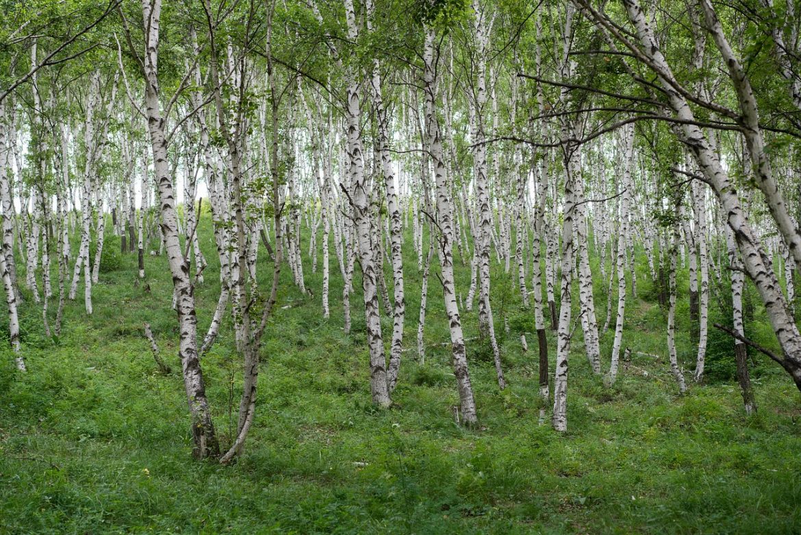 birch-forest-5041182_1280