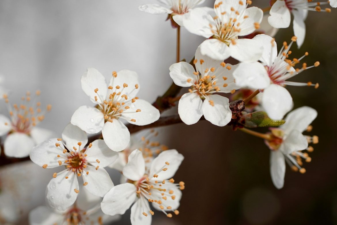 flowers-6932317_1920
