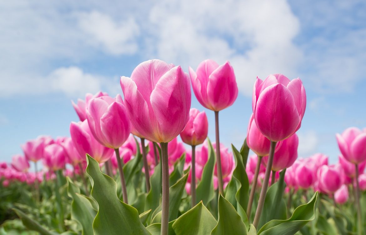 tulips-2254970_1280