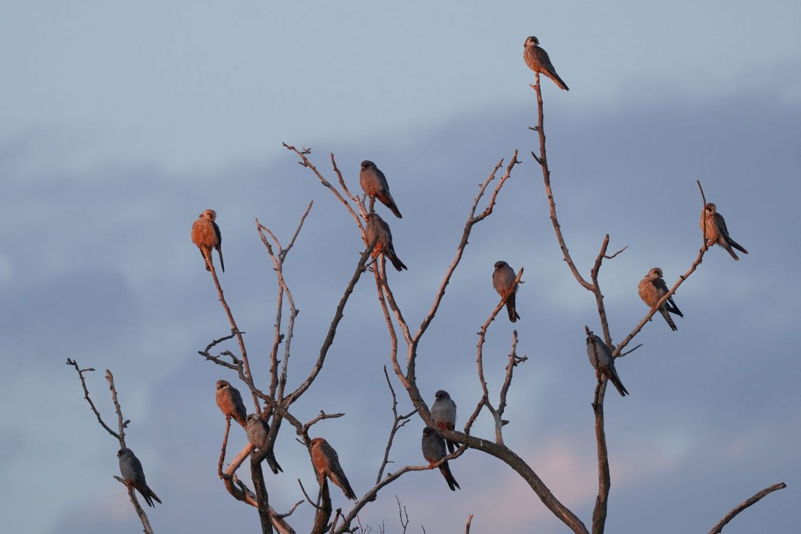 kek_vercse_gyulekezes_SZA00294_Szilagyi_Attila