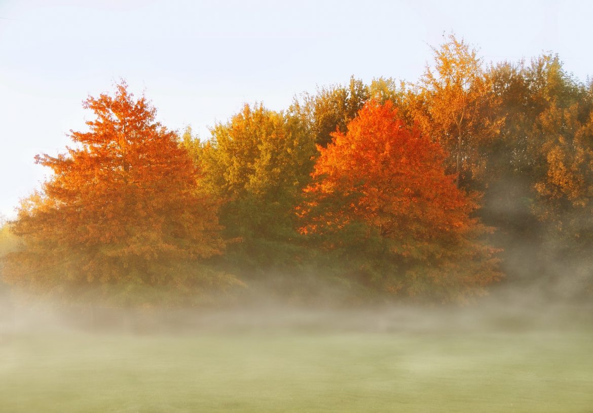 fall-4530013_1920